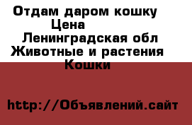 Отдам даром кошку. › Цена ­ 1 000 - Ленинградская обл. Животные и растения » Кошки   